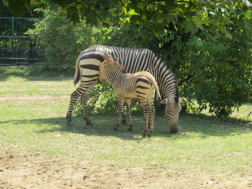 Vlet do ZOO st nad Labem